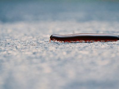 pest-control-business-launceston-tas-4