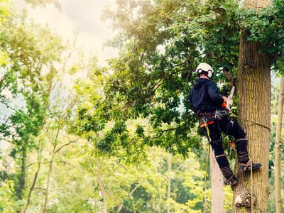 proven-arboriculture-business-with-management-potential-6