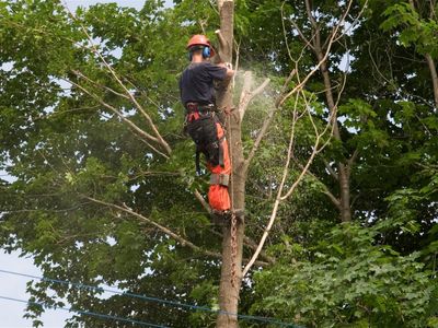expand-your-reach-with-this-proven-arboriculture-operation-5