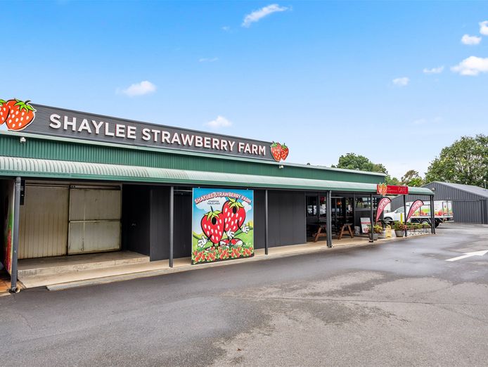 shaylee-strawberries-0