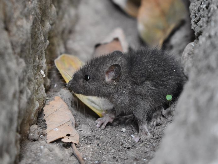 pest-control-business-launceston-tas-3
