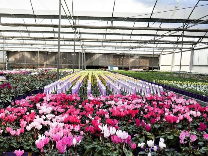 invest-and-grow-with-easy-colour-wholesale-nursery-1