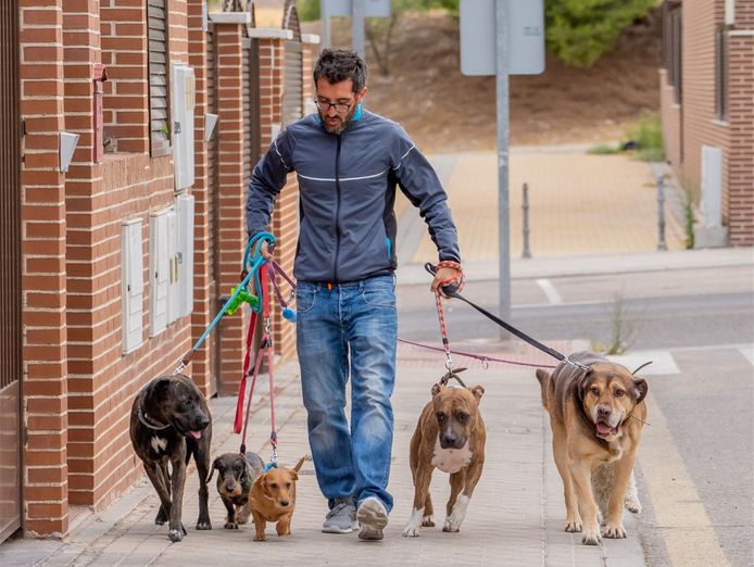 very-enjoyable-business-beautiful-pets-0