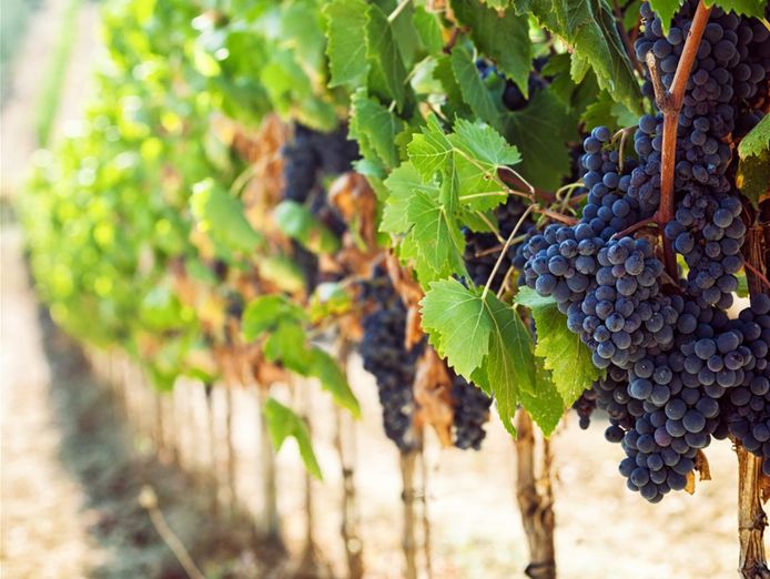 coming-soon-boutique-wine-business-award-winning-brand-2