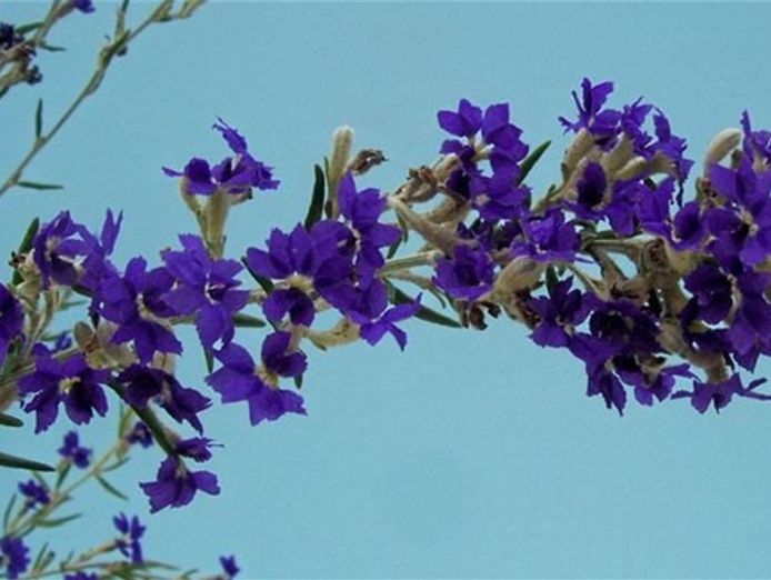 wholesale-nursery-amp-2-93-hectare-freehold-property-0