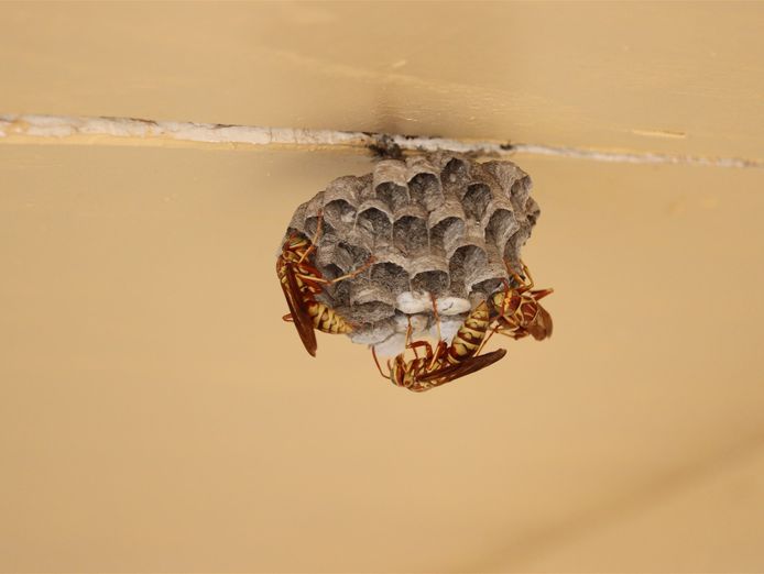 pest-control-business-launceston-tas-1
