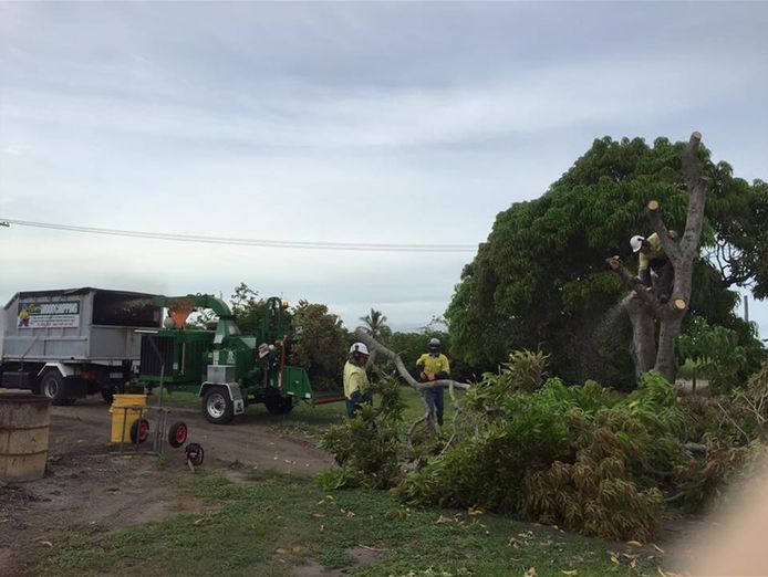 long-established-tree-services-business-coastal-lifestyle-5