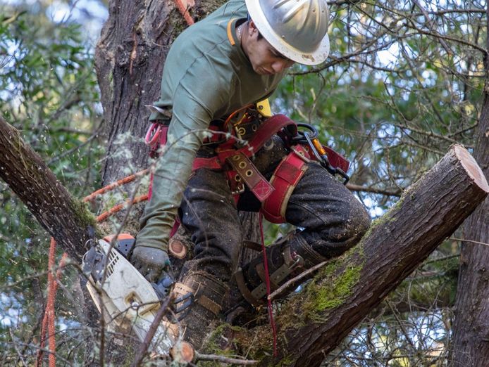arborist-business-highly-profitable-2