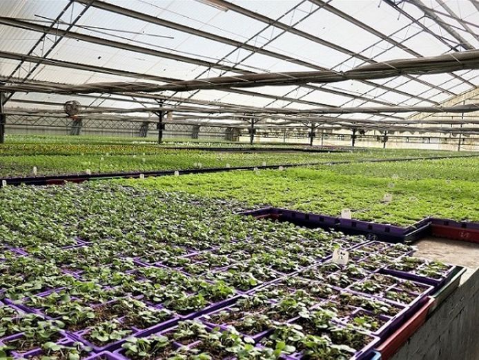 invest-and-grow-with-easy-colour-wholesale-nursery-7