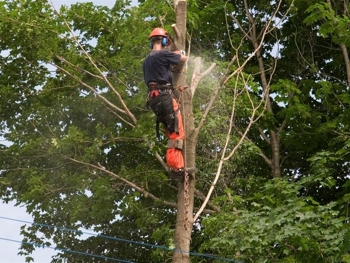 proven-arboriculture-business-with-management-potential-5