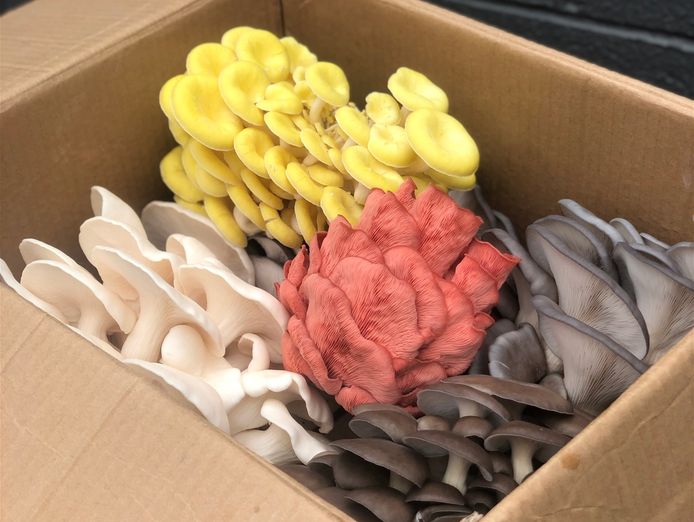 indoor-mushroom-farm-booming-industry-3