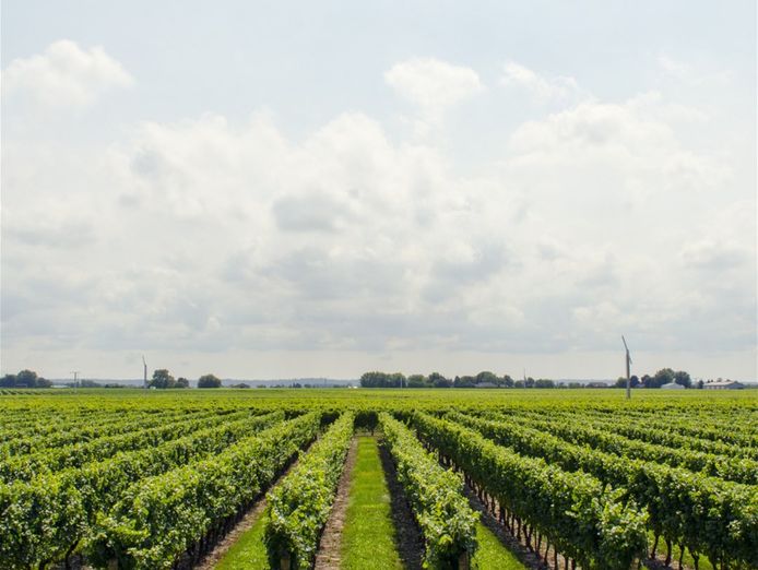 boutique-wine-business-award-winning-brand-0