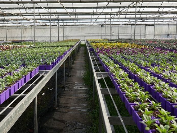 invest-and-grow-with-easy-colour-wholesale-nursery-3