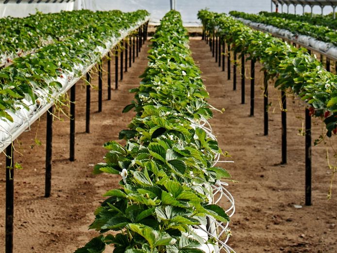 coming-soon-unique-business-hydroponics-industry-0