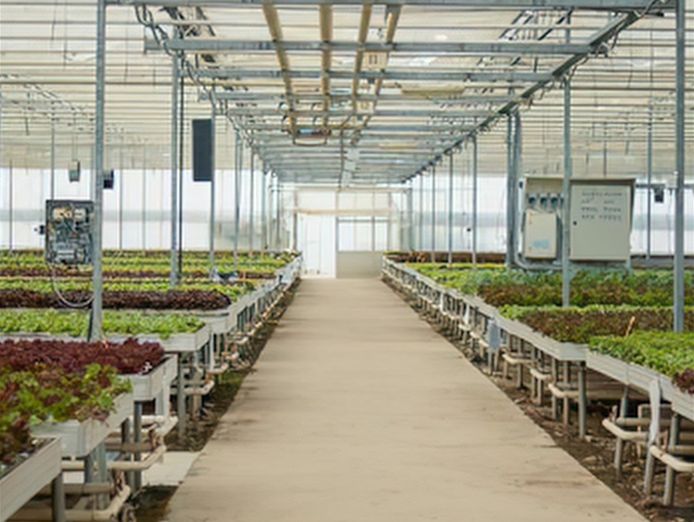 coming-soon-unique-business-hydroponics-industry-1