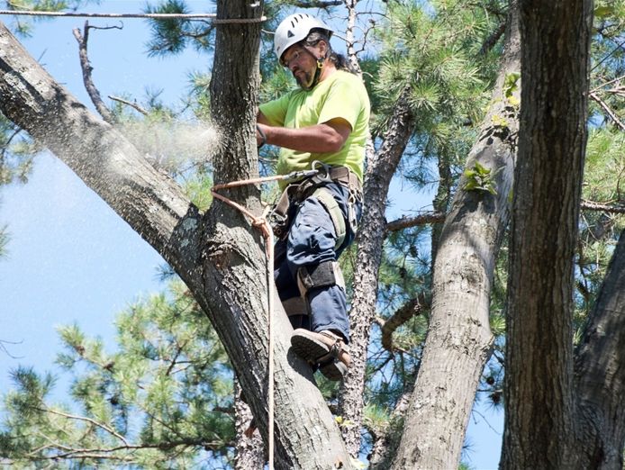expand-your-reach-with-this-proven-arboriculture-operation-4