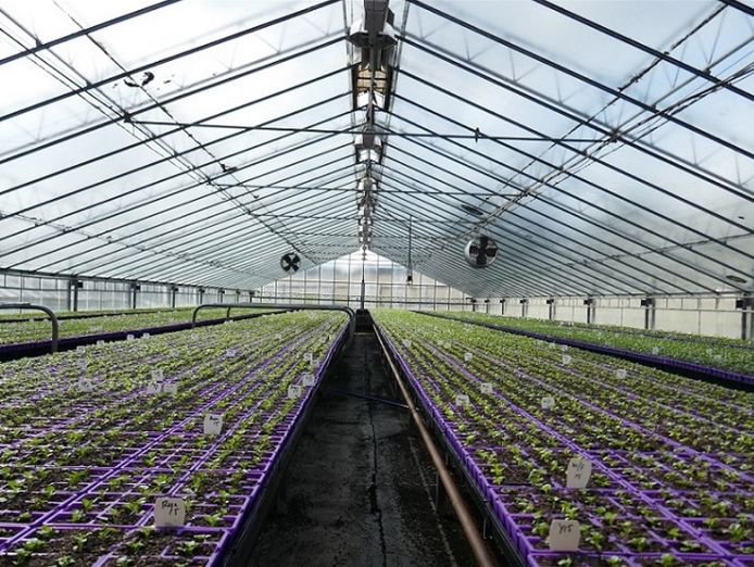 invest-and-grow-with-easy-colour-wholesale-nursery-2