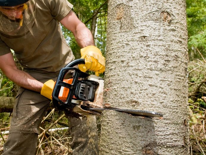 arborist-business-highly-profitable-1