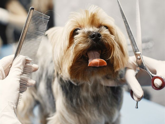 pet-grooming-business-western-suburbs-1