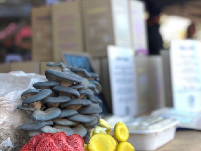 indoor-mushroom-farm-booming-industry-0