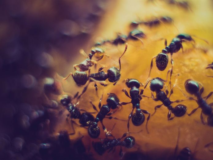 pest-control-business-launceston-tas-0