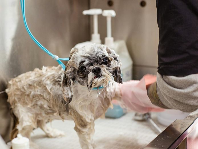 pet-grooming-business-western-suburbs-2