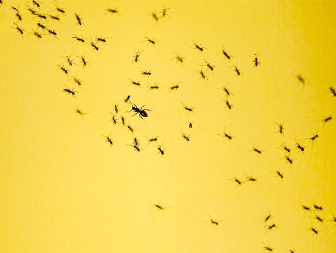 pest-control-business-launceston-tas-2
