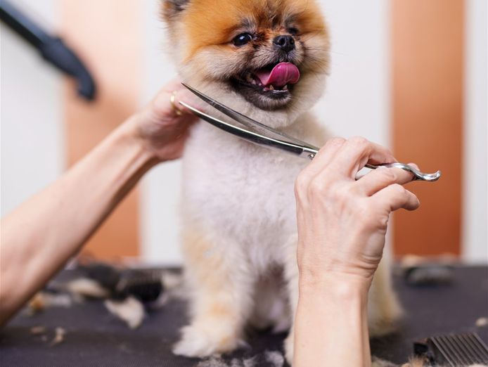 pet-grooming-business-western-suburbs-0