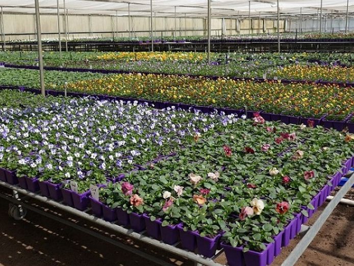invest-and-grow-with-easy-colour-wholesale-nursery-8