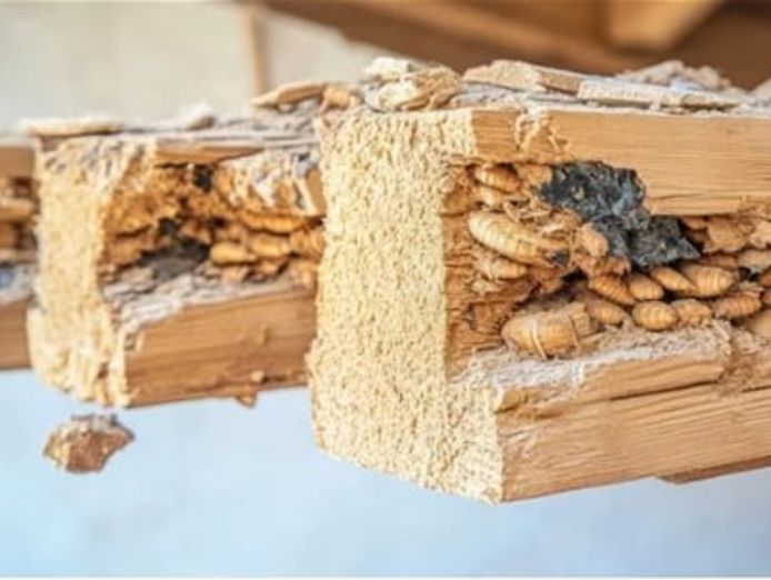 building-and-timber-pest-inspection-service-in-brisbane-1