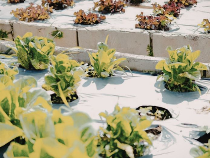 coming-soon-unique-business-hydroponics-industry-2