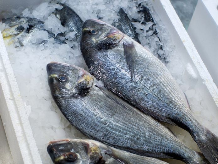 coming-soon-fresh-seafood-business-easy-to-run-2