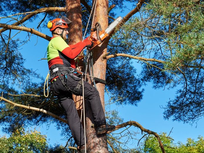 proven-arboriculture-business-with-management-potential-1
