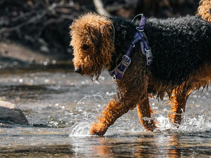lifestyle-dog-walking-business-1