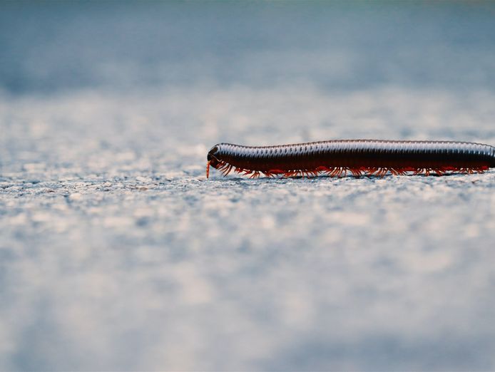 pest-control-business-launceston-tas-4
