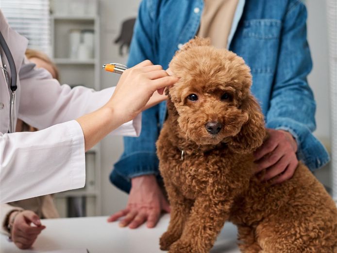 national-sales-agency-business-vet-clinic-related-0