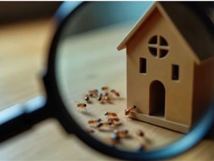 building-and-timber-pest-inspection-service-in-brisbane-5
