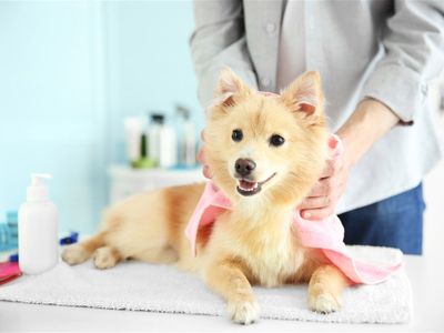 well-known-pet-grooming-near-doncaster-ref-17651-0