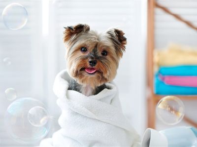 mobile-dog-wash-franchise-with-loyal-client-base-ref-10462-0