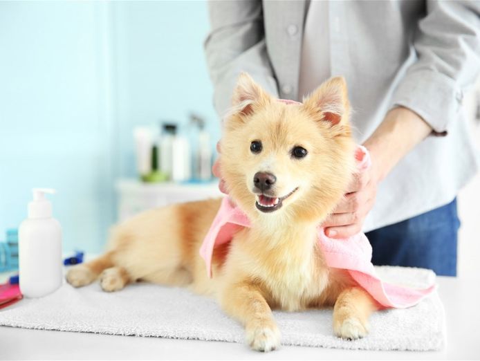 well-known-pet-grooming-near-doncaster-ref-17651-0