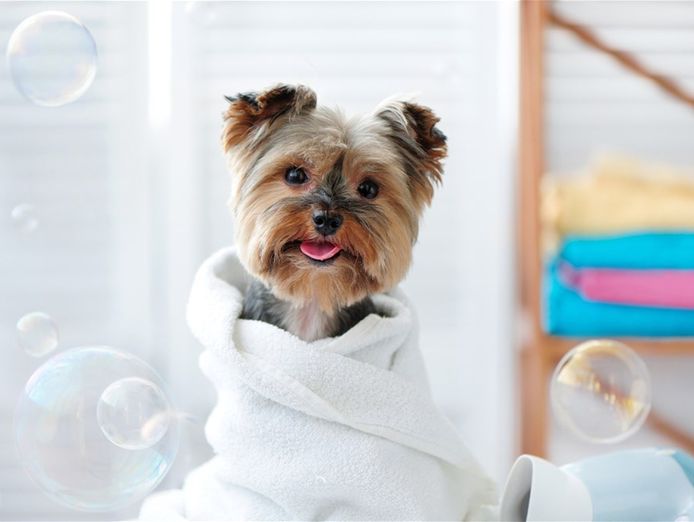 mobile-dog-wash-franchise-with-loyal-client-base-ref-10462-0