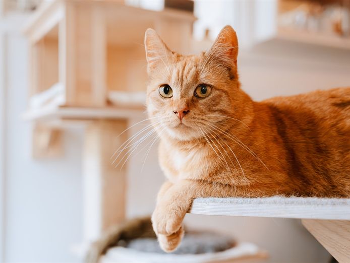 new-boutique-style-cat-boarding-business-in-melbourne-ref-12065-0