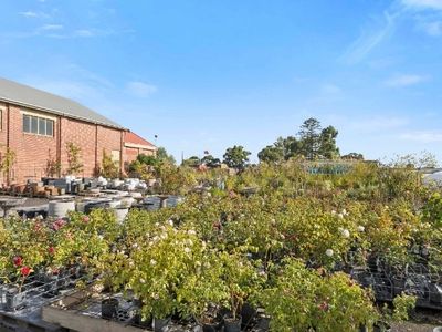 multiflora-nursery-colac-iwr2646-5