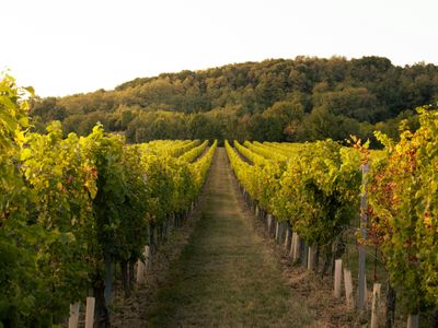 established-winery-amp-vineyard-business-on-20-acres-in-emerald-vic-freehold-inc-2