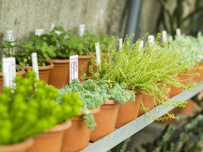 unique-nursery-business-for-sale-2405051-0
