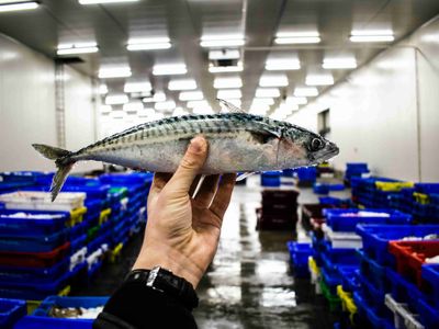 fresh-seafood-near-local-heidelberg-sc-great-potential-easy-to-run-2303232-2