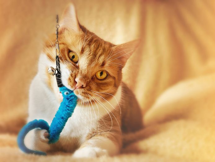 30-year-established-niche-pet-industry-leader-high-yield-amp-exclusive-brands-2-2