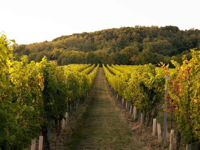 established-winery-amp-vineyard-business-on-20-acres-in-emerald-vic-freehold-inc-2