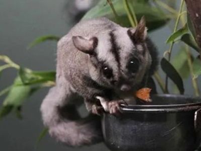 profitable-pest-control-business-for-sale-0