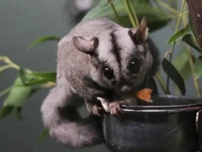 profitable-pest-control-business-for-sale-0